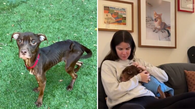 update on abused dogs biting incident