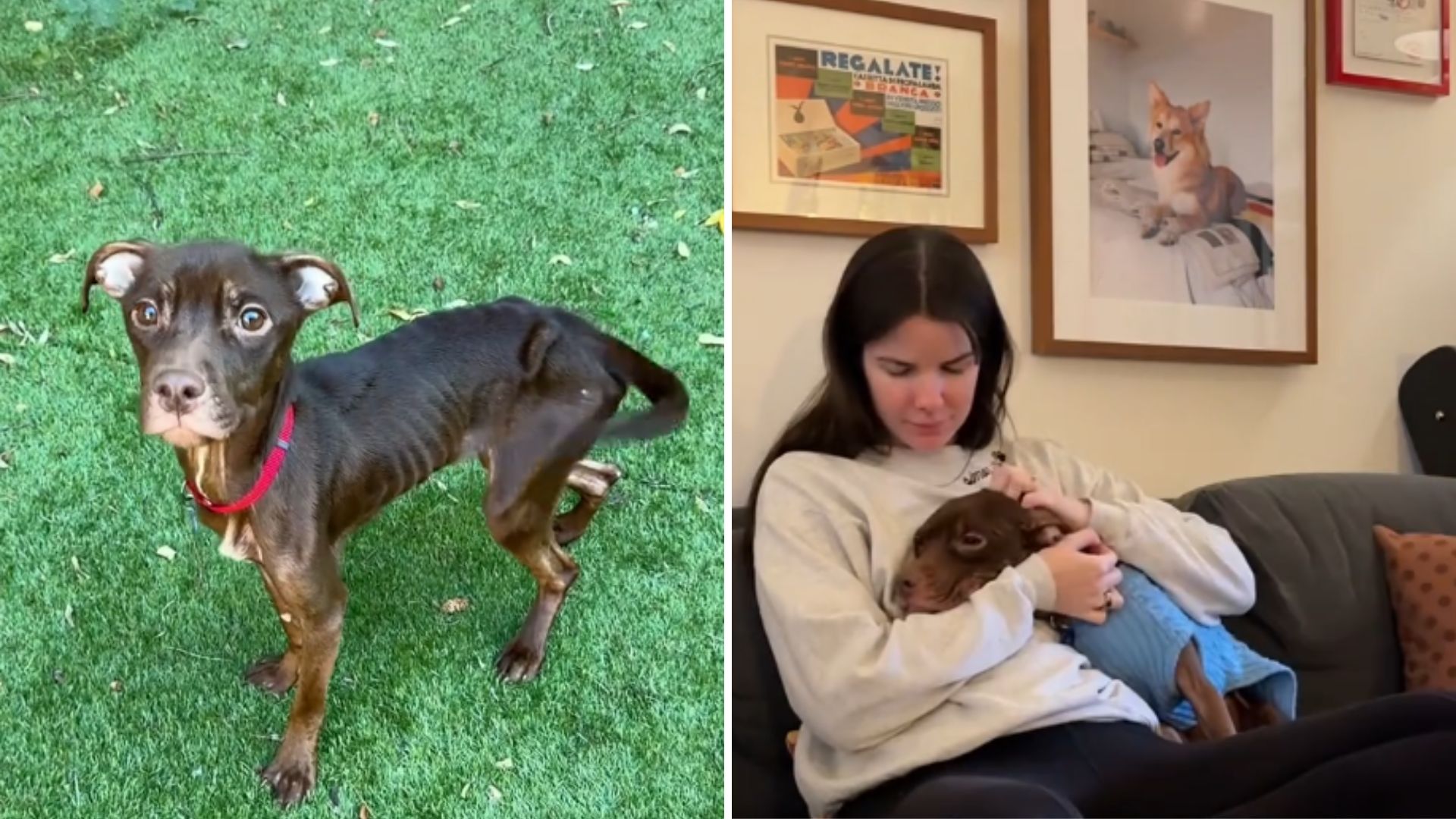 update on abused dogs biting incident