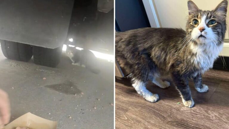 bermuda cat found under amazon truck