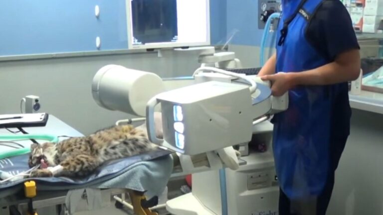 Nebraska Wildlife Officer Sees A Struggling Animal