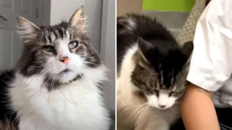 Beppo the shelter cat