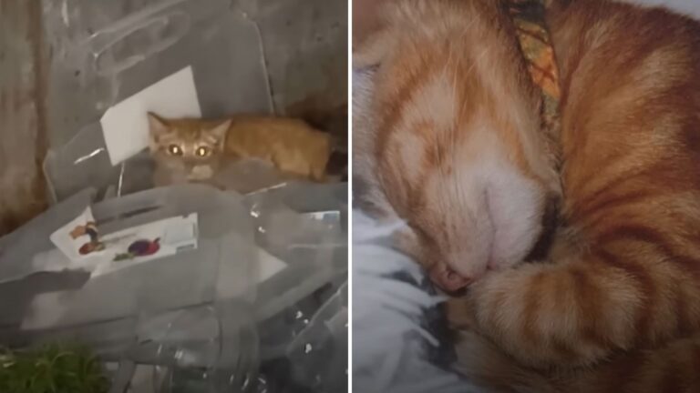 New Jersey Dumpster Dive Uncovers Something