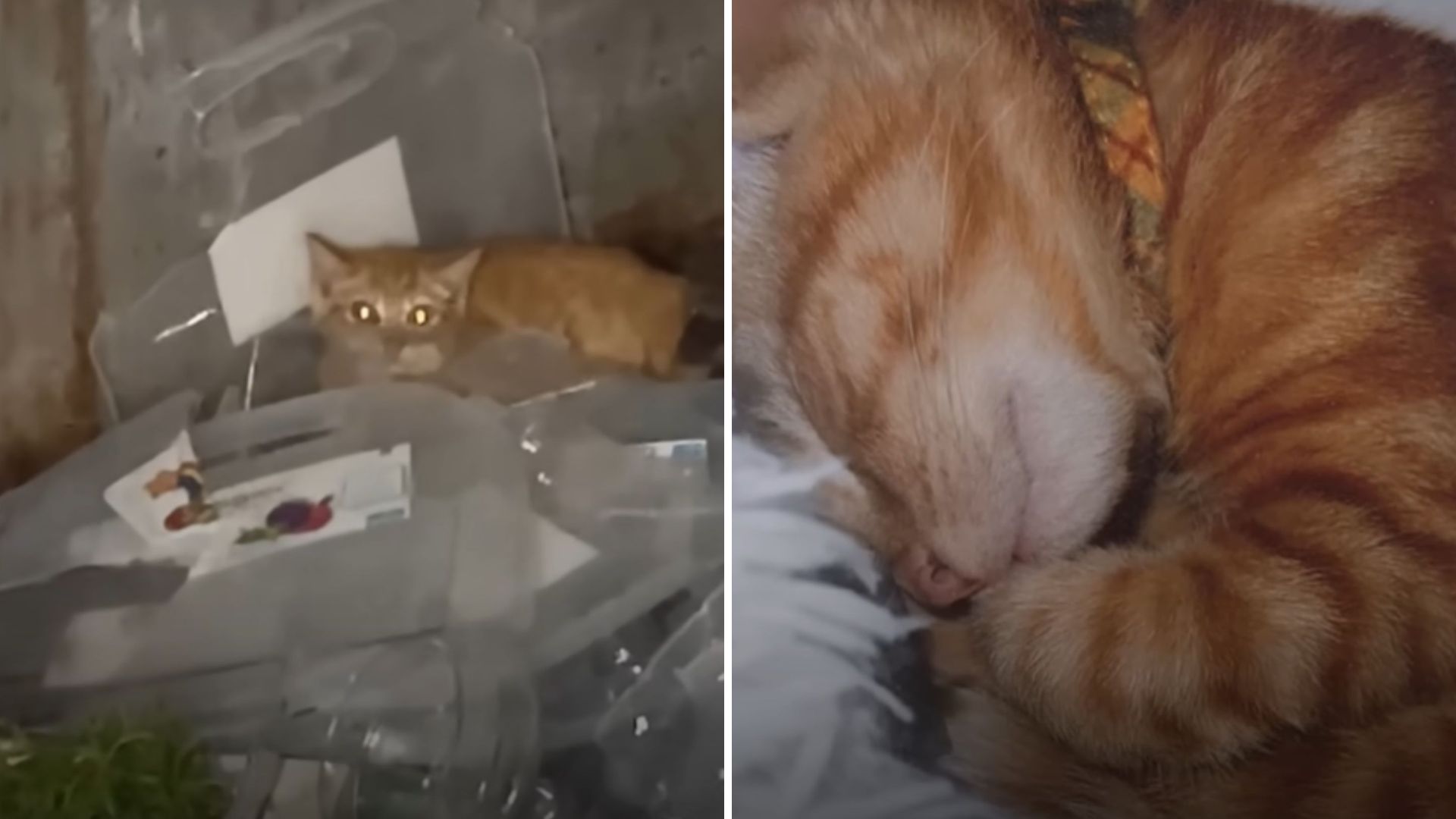 New Jersey Dumpster Dive Uncovers Something