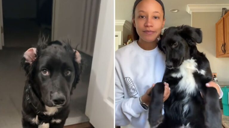 woman stunned by her dogs dna