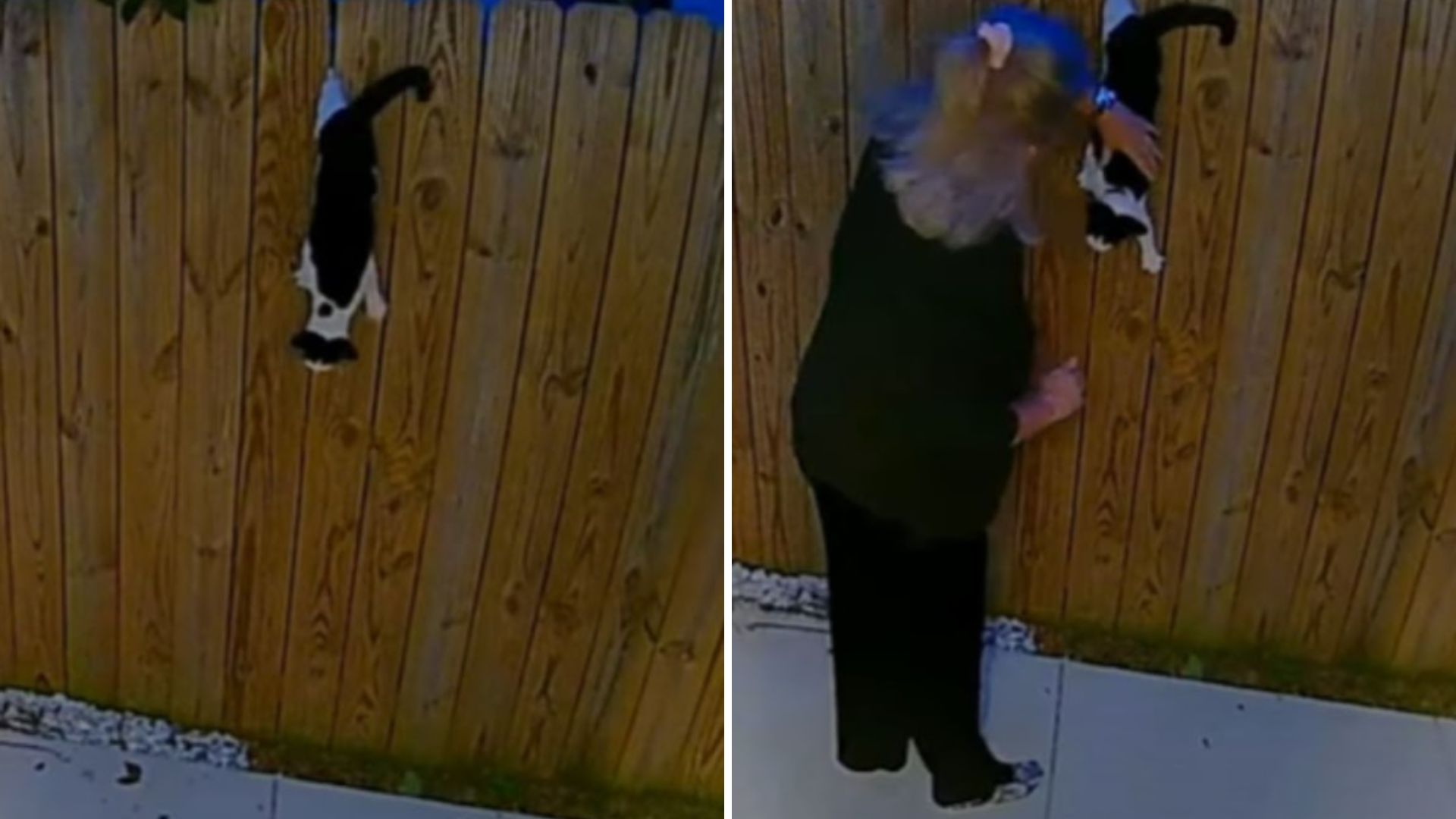 stray cat ends up hanging