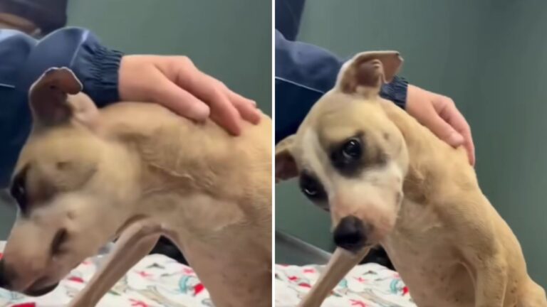 sad dog is being cuddled