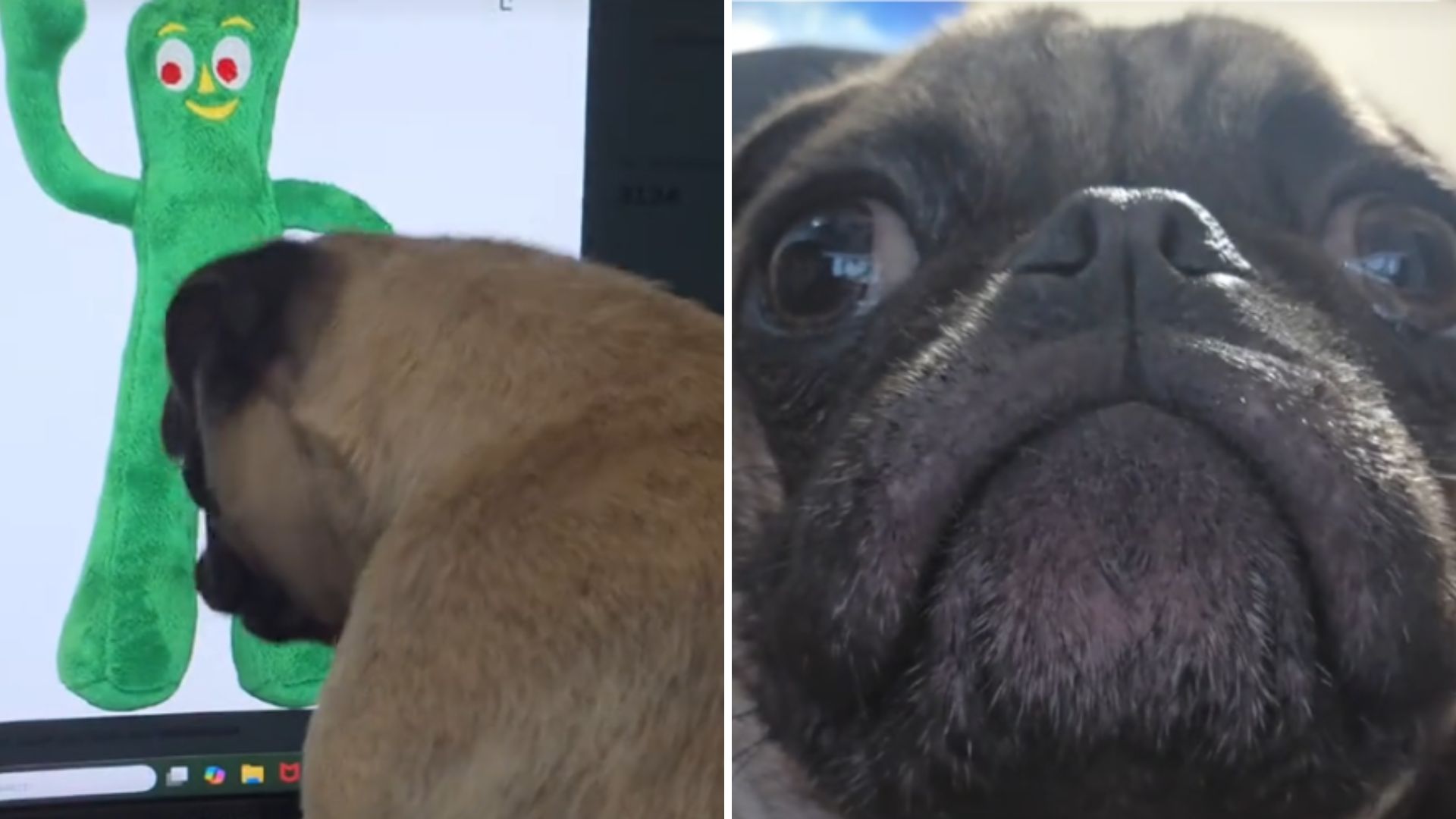 pug looking at his toy