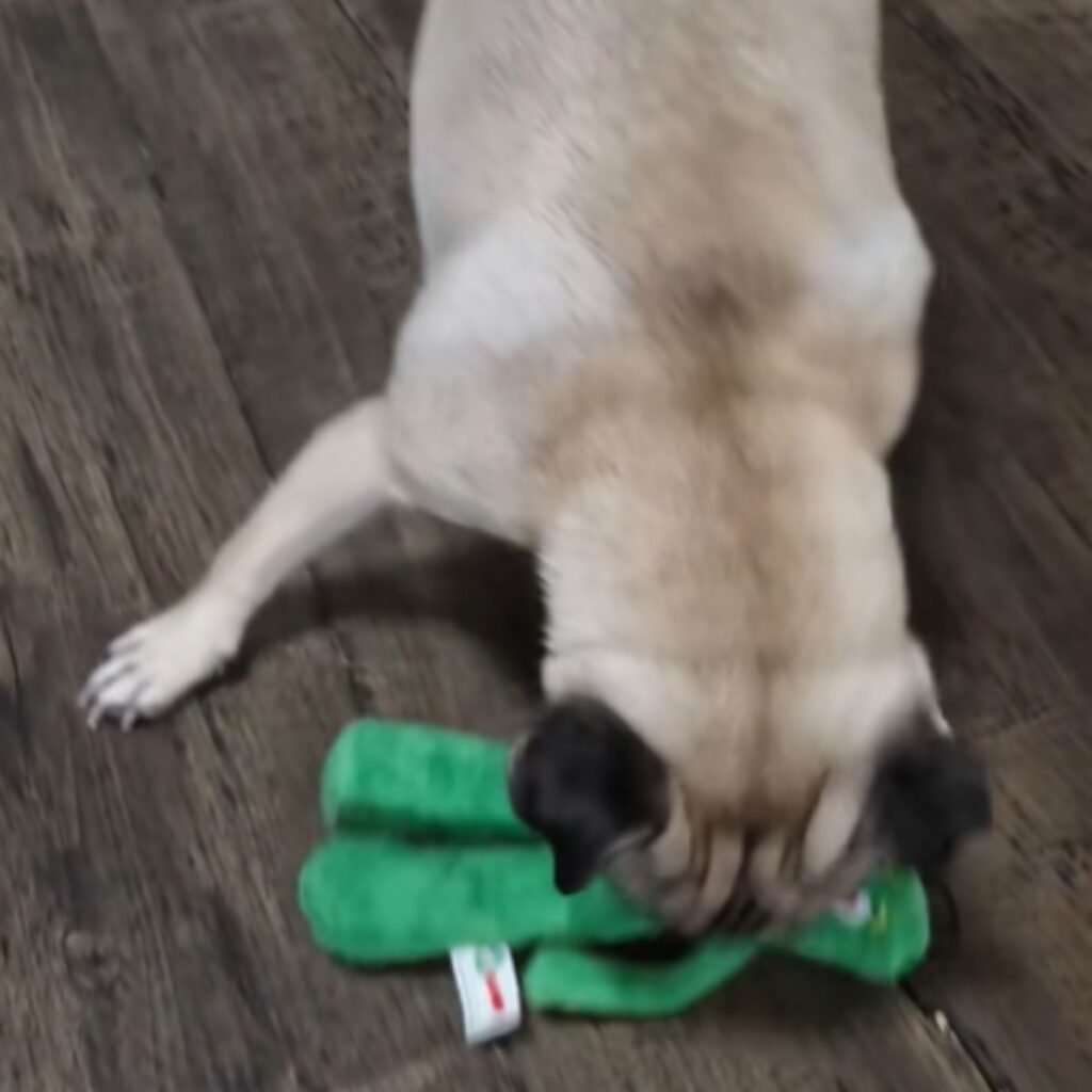 New York Pug is playing with a stuffed toy