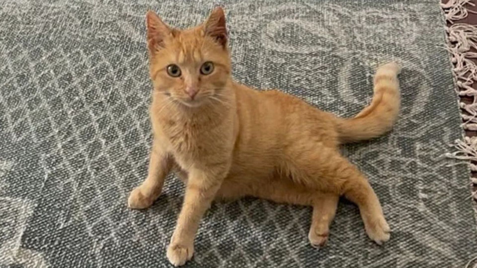 pregnant cat lying on the carpet