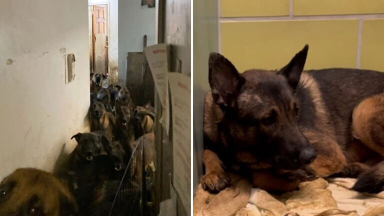 rescue dog refuses to walk