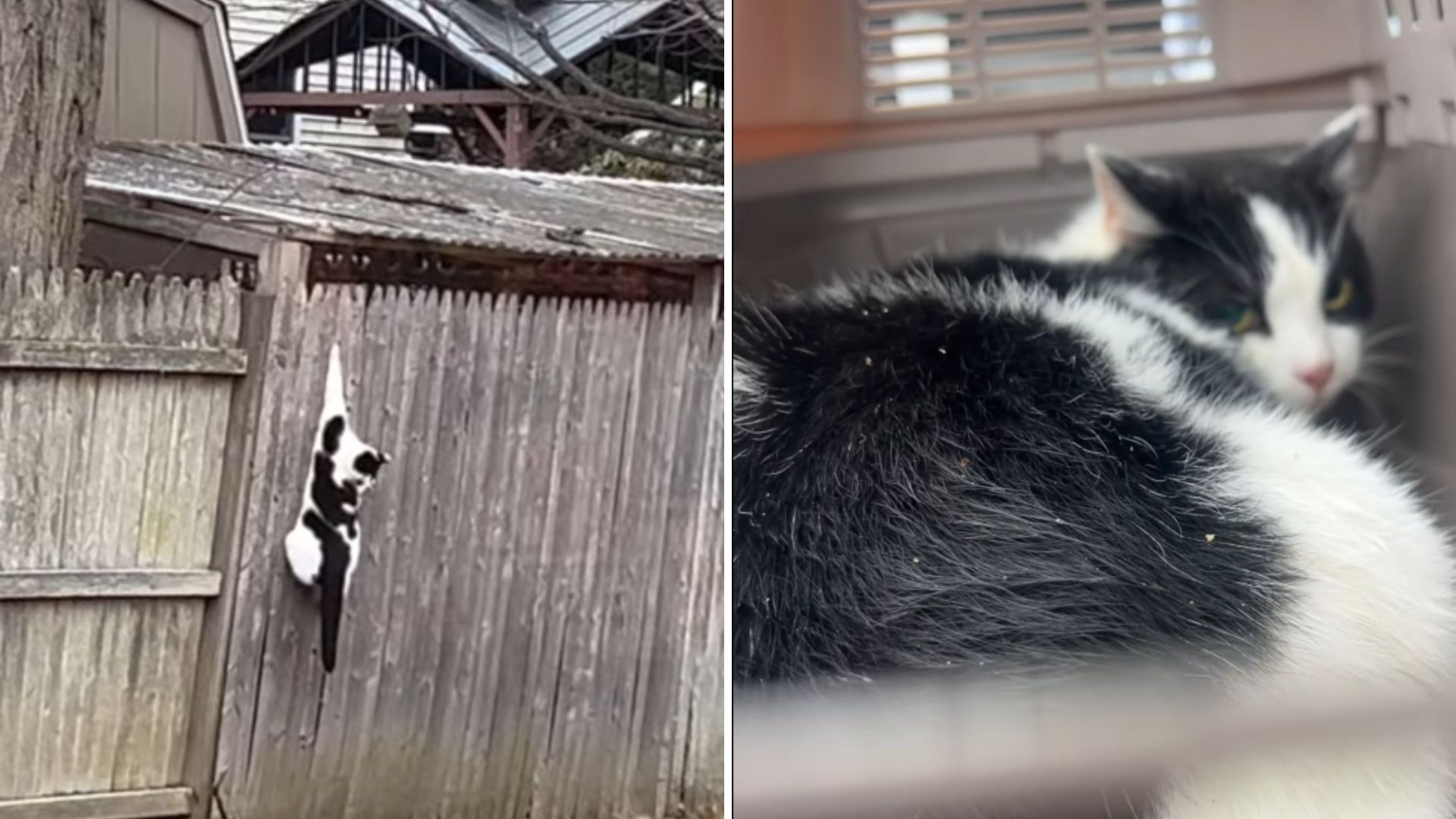 New York Teams Save A Feral Cat Hanging From A Fence