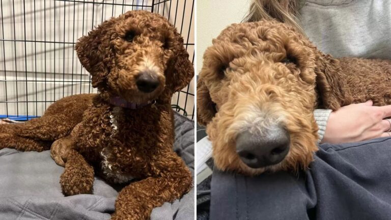 New York Woman Brings Home A Rescue Poodle