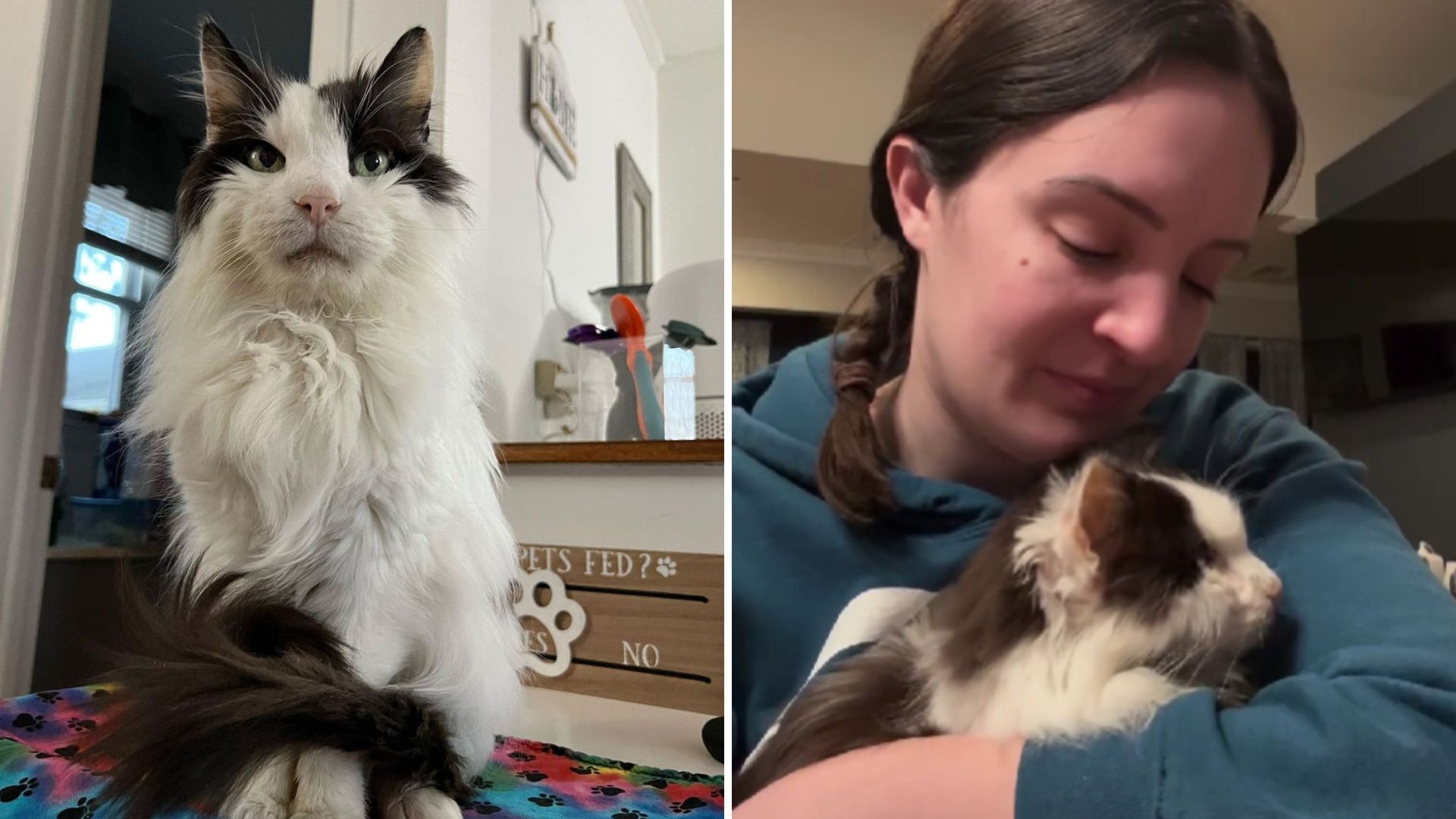 woman's last gesture for her elderly cat