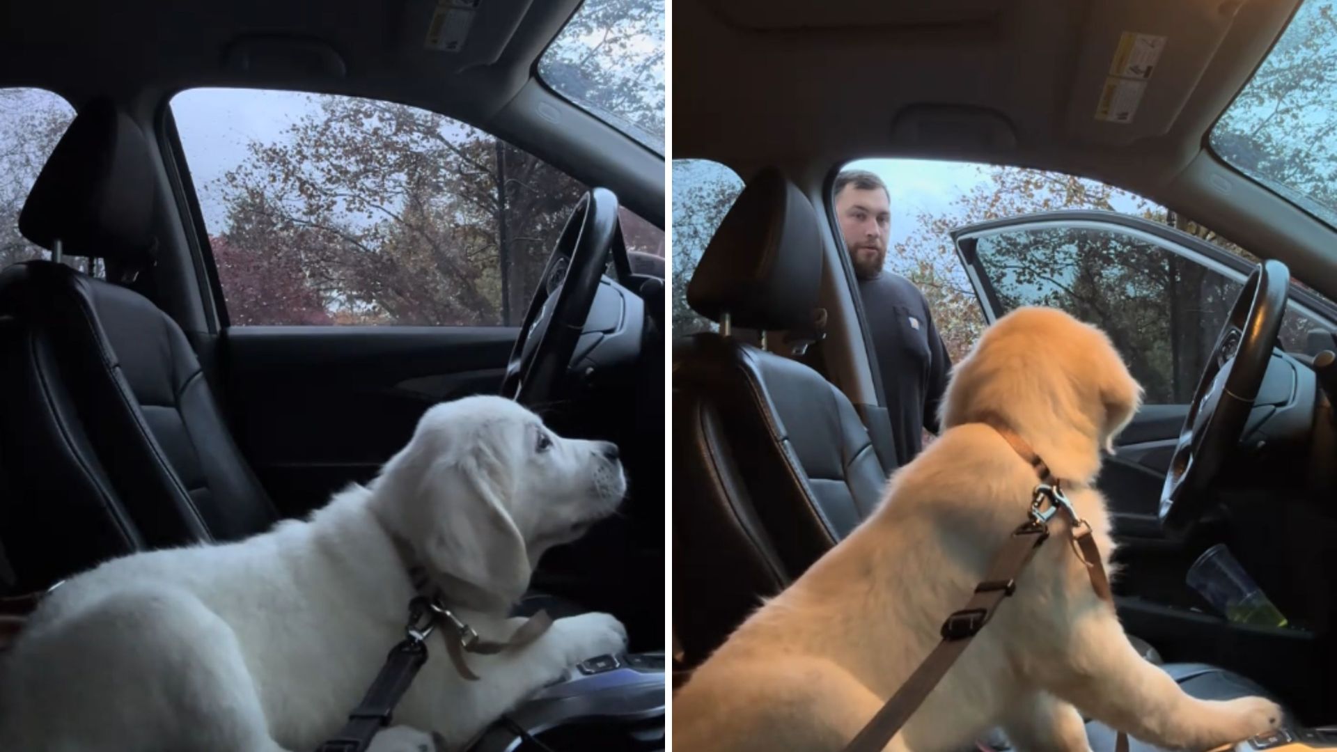 woman surprises husband with new puppy
