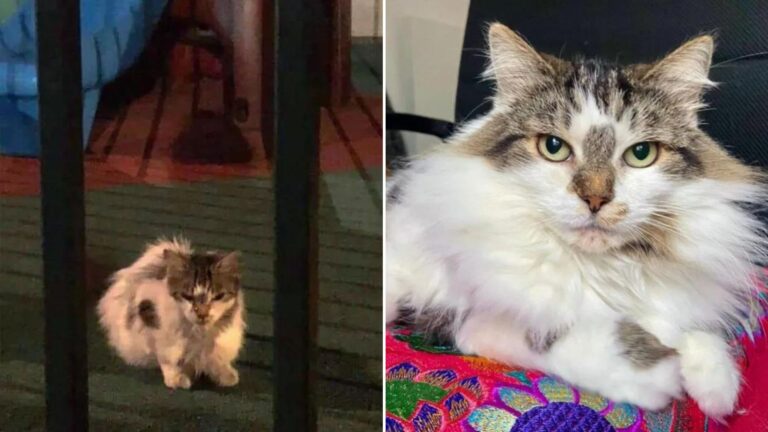 cat finds comfy home