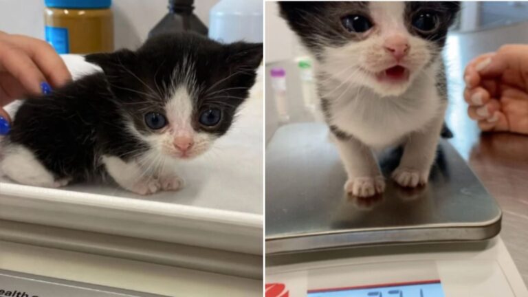 kitten with stunted growth finds a friend
