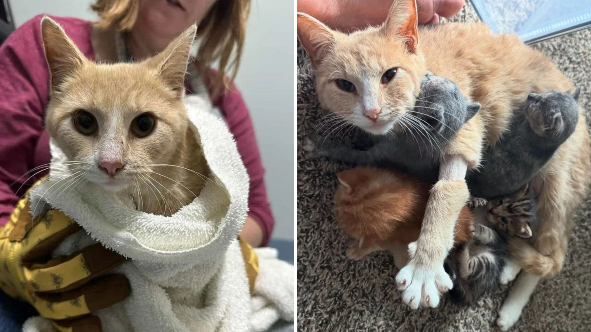 peaches the cat loses her kittens then adopts other