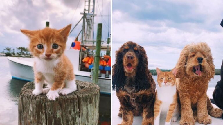 cat and dogs on beach