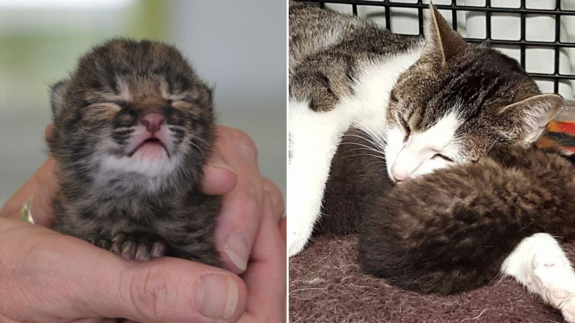cat with a kitten that was rescued