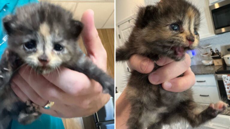 neonatal kitten found inside drywall at construction site