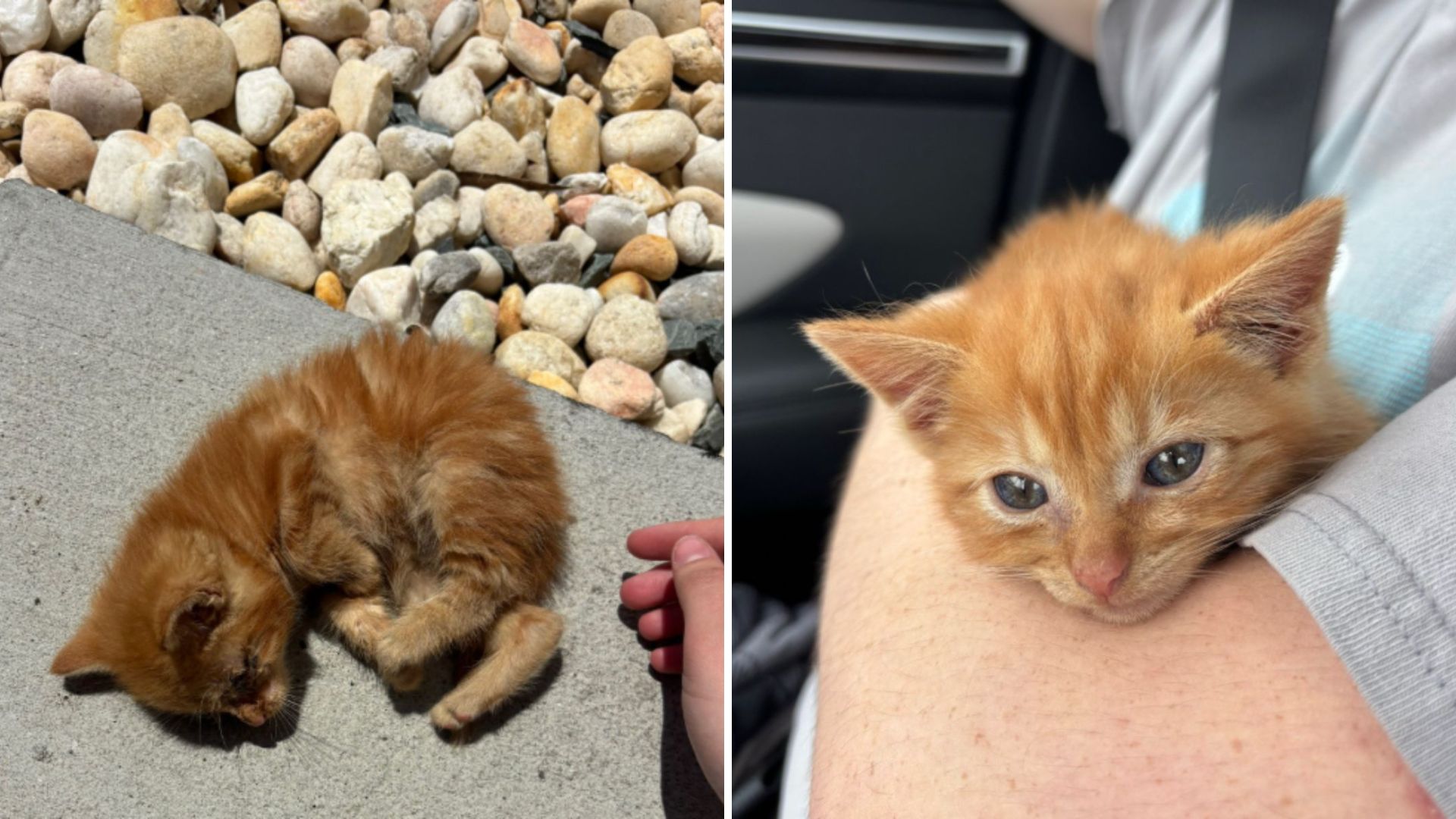 coworkers watch as man tosses kitten into gutter