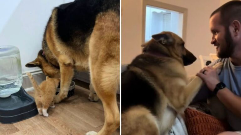 dog meeting tiny kitten
