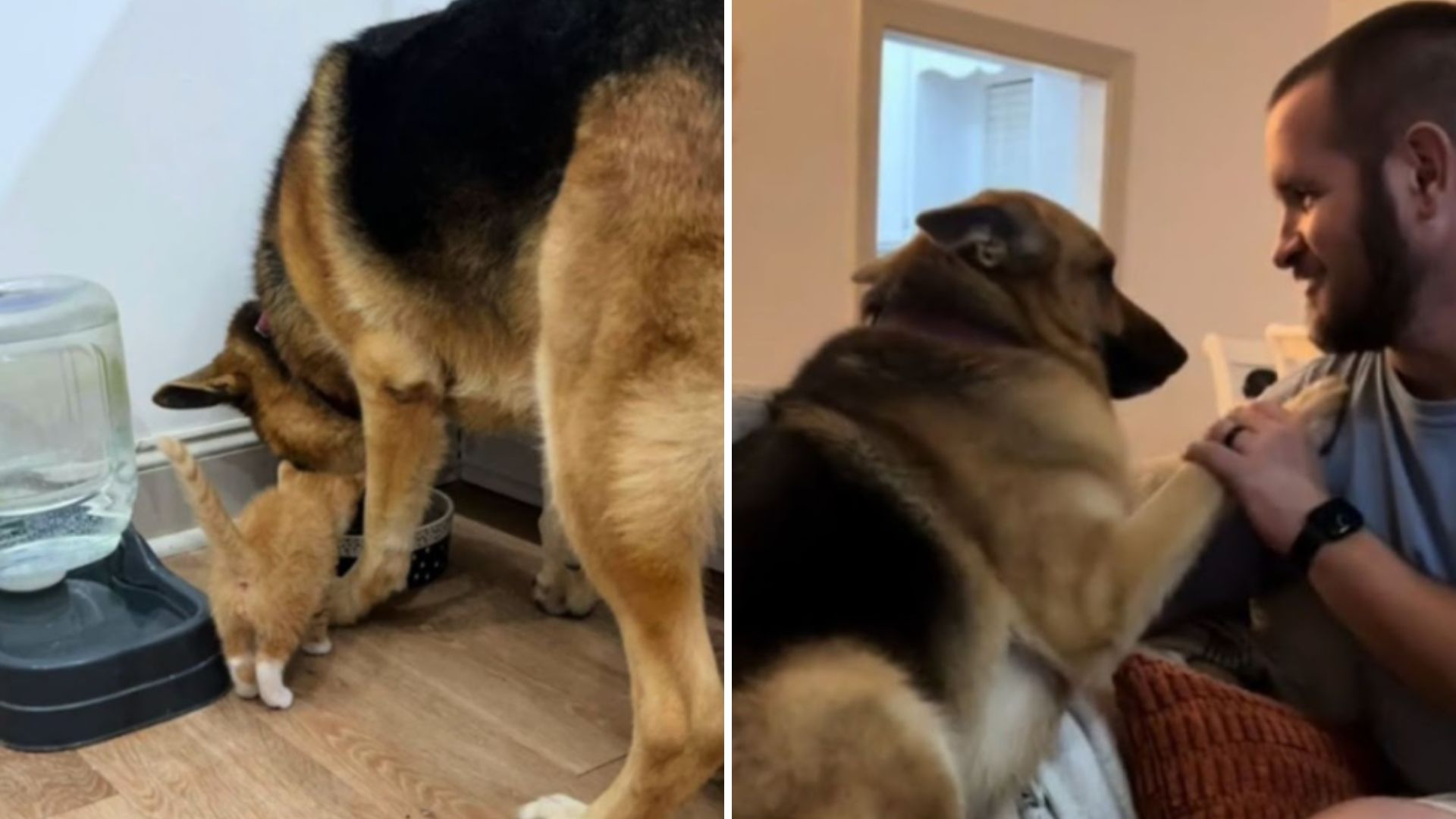 dog meeting tiny kitten