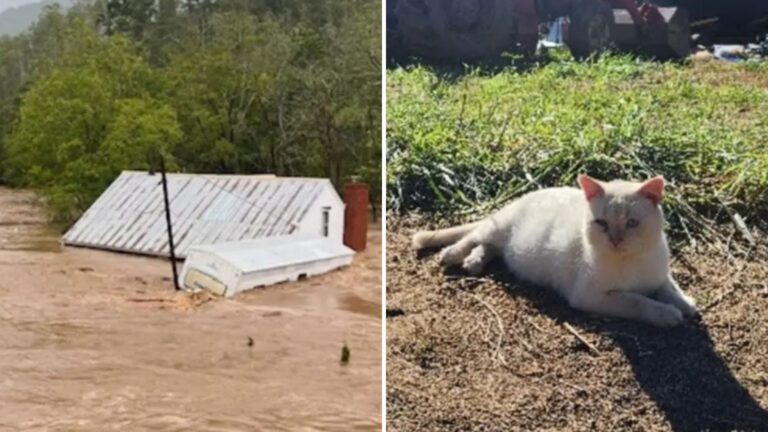 cat floats away on roof during hurricane