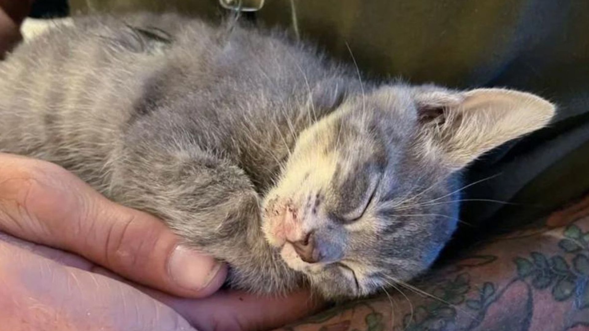 archer rescued from parking lot