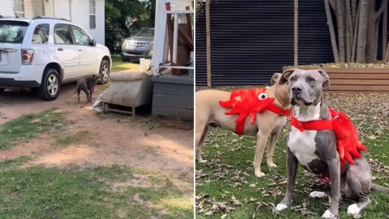 The woman bought a dog