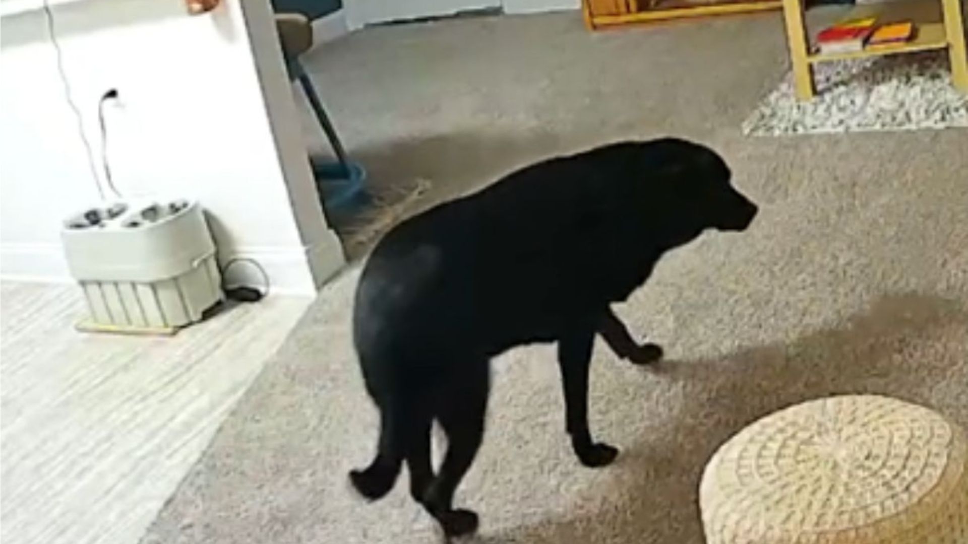 North Carolina Woman Sets Up A Camera To Check On Her Dog