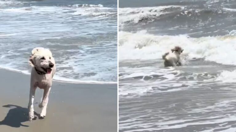 The dog enjoys the water waves