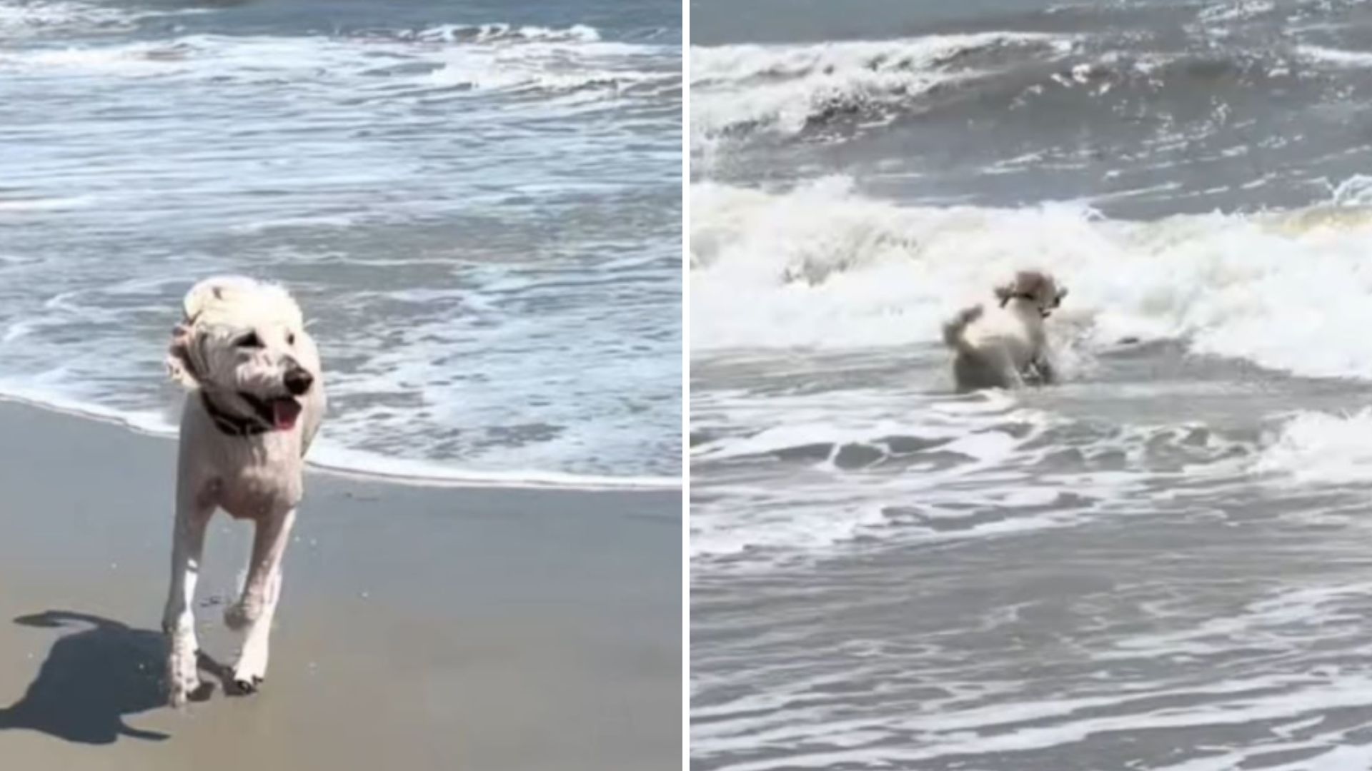 The dog enjoys the water waves