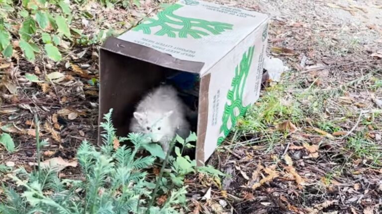 man finds someone rare creature in trash bin