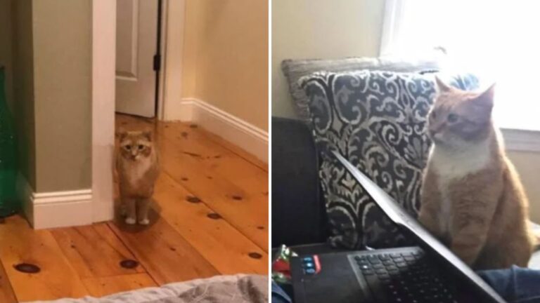 cat stares at new mom for a reason