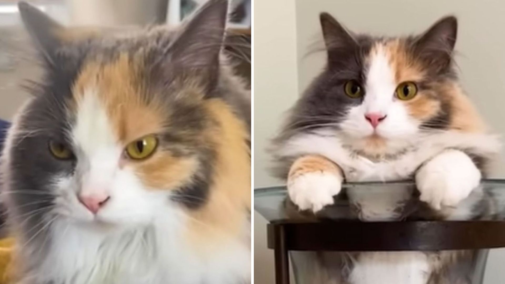 blarn the cat has a quirky habit