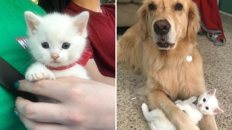 adorable kitten and dog