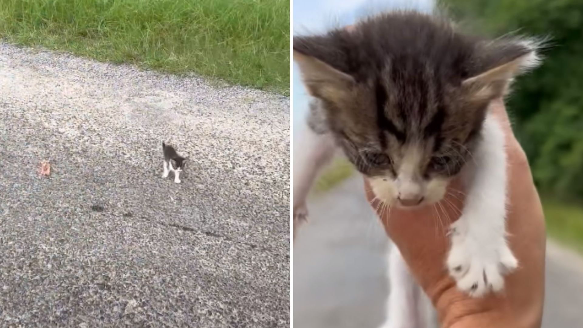 man gets trapped by kitten gang