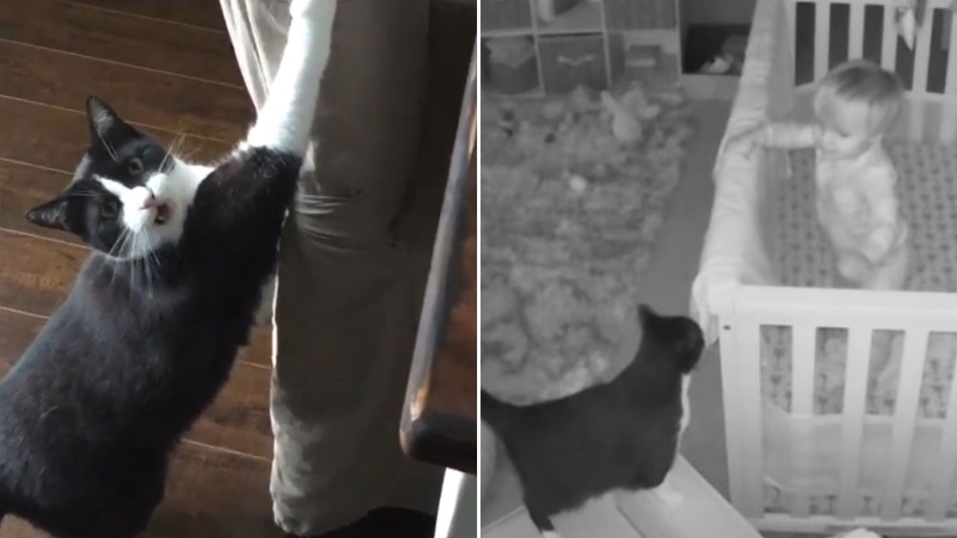 the cat tries to jump into the child's crib