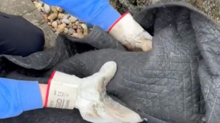 plumber spots mysterious brown clump