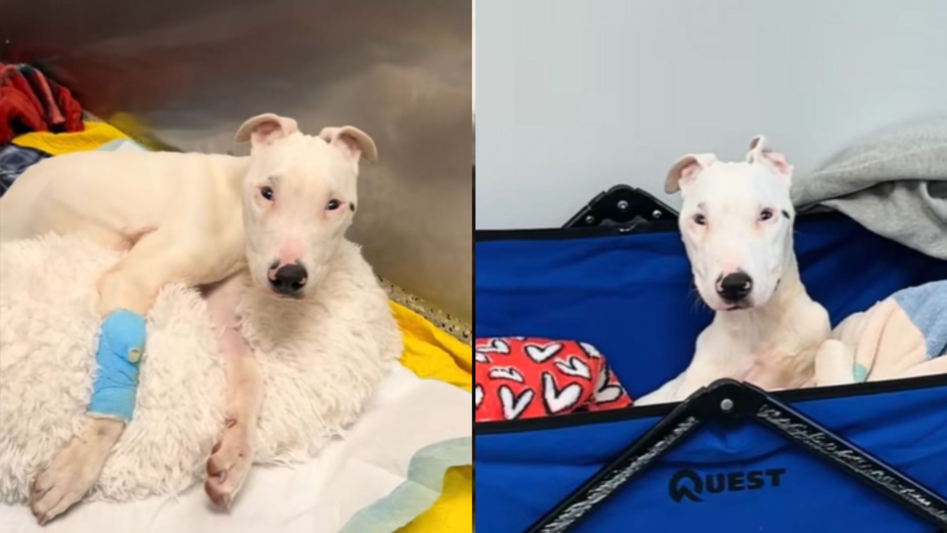 dog paralyzed after years of neglect