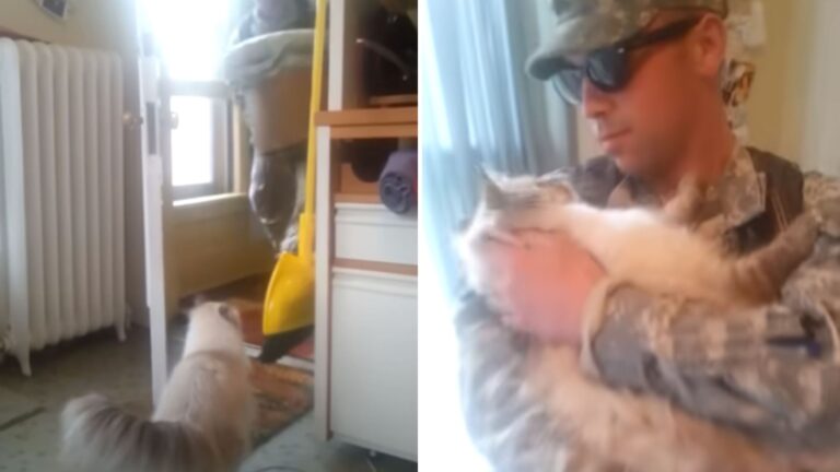 cats reunion with his soldier daddy