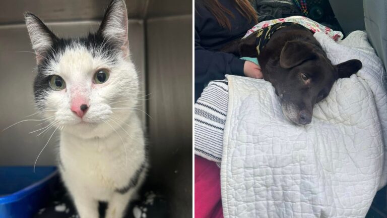 Cat Found In Freezer And Shot Dog Trace Back To Same Owner