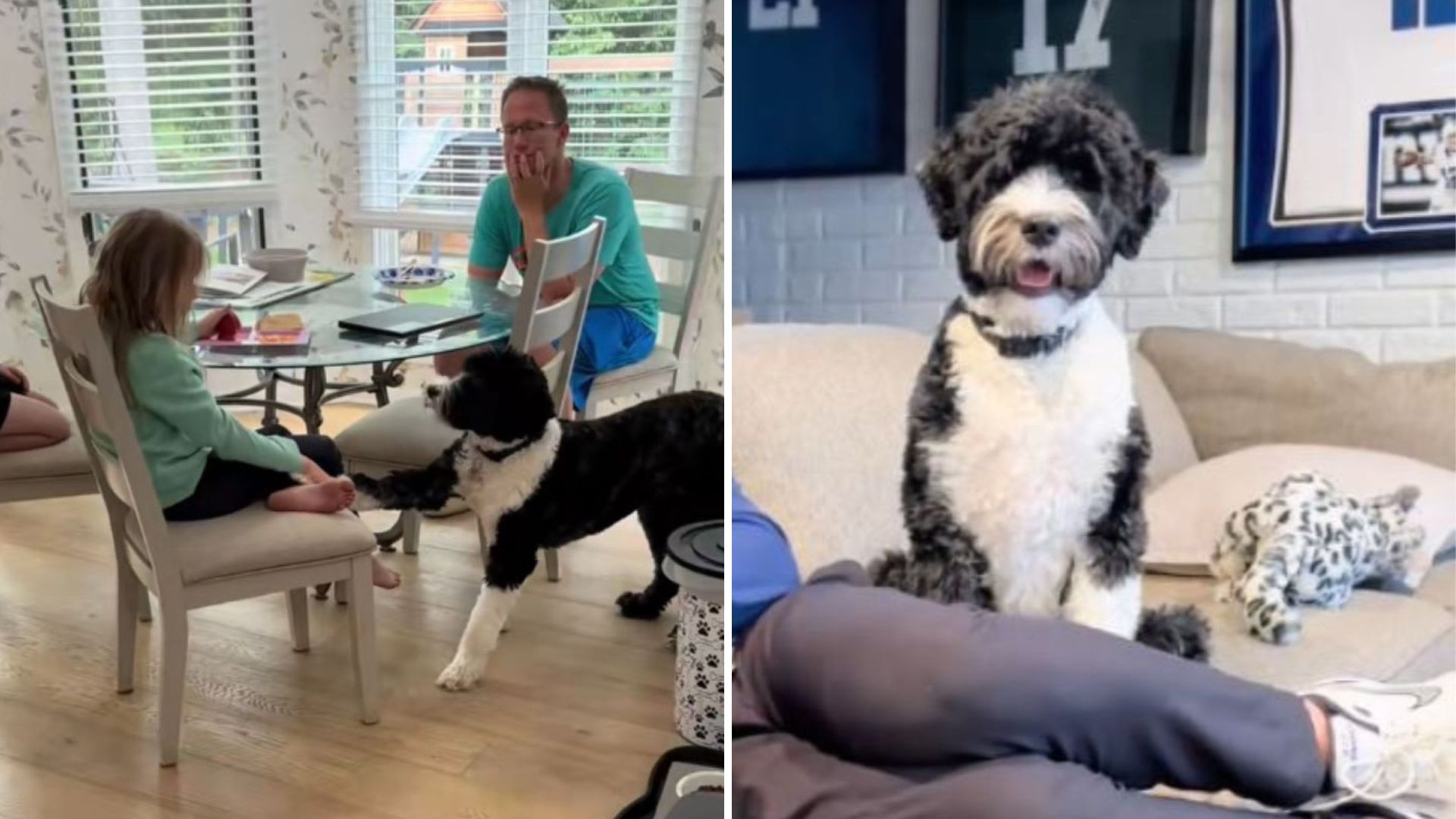 service dog keeps oddly staring at owner