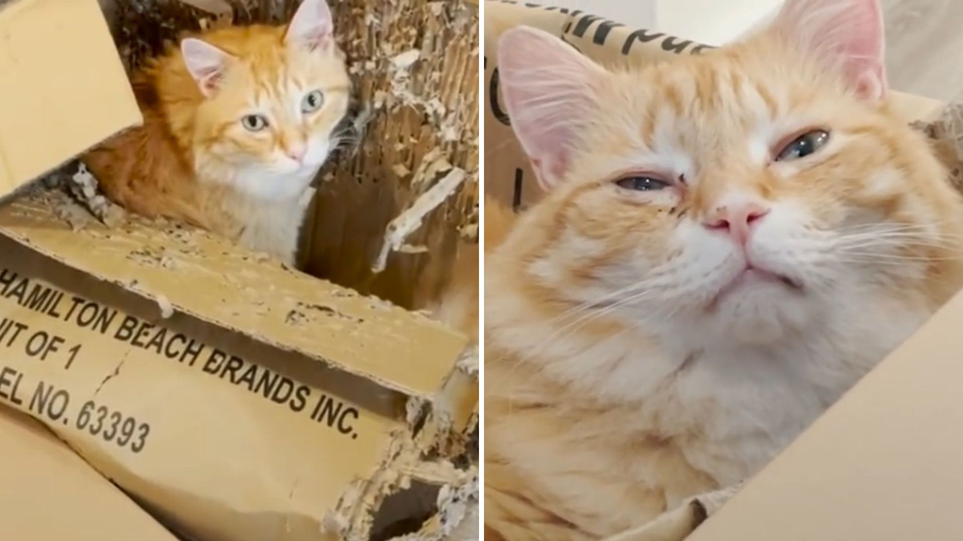 Oklahoma Cat Won't Leave His Old Shredded Box