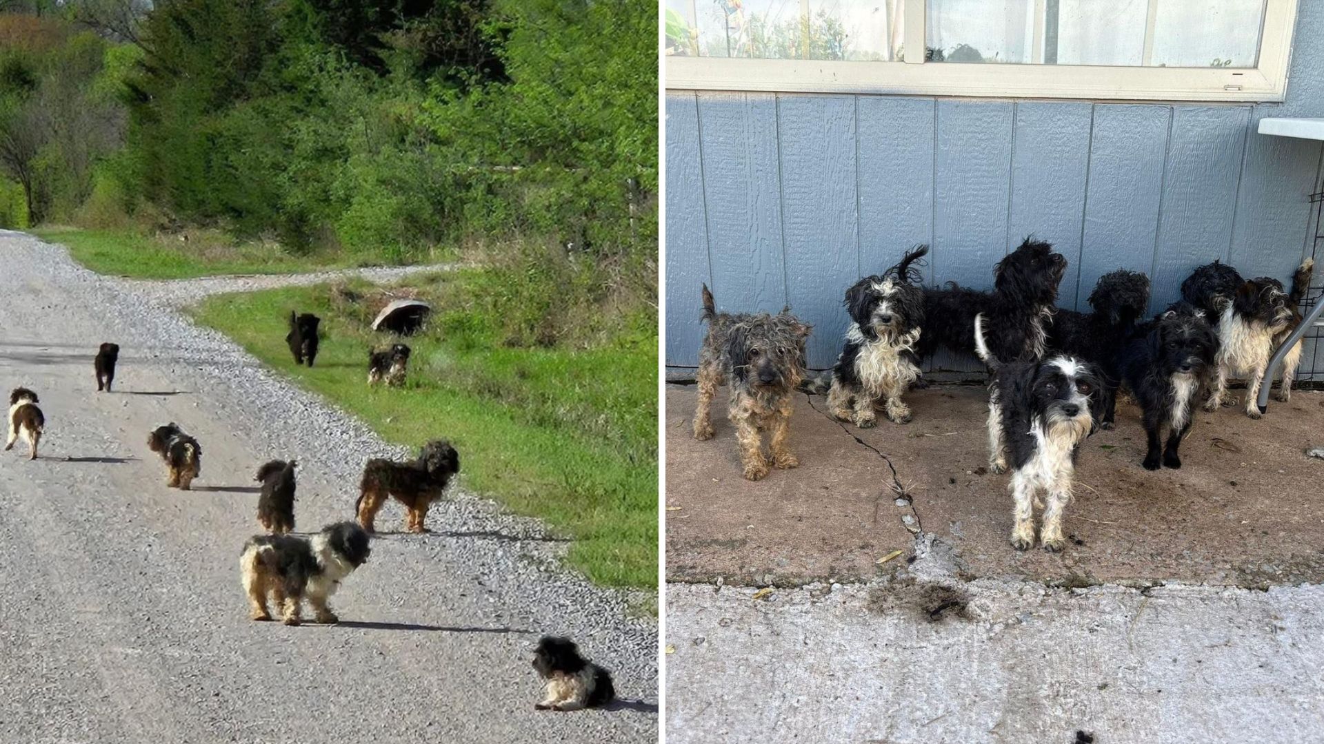 twelve dogs found on the streets