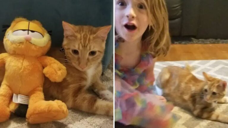 woman borrows an orange cat