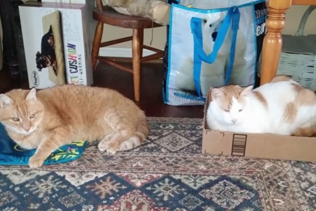 One cat is lying in a cardboard box, the other on the floor