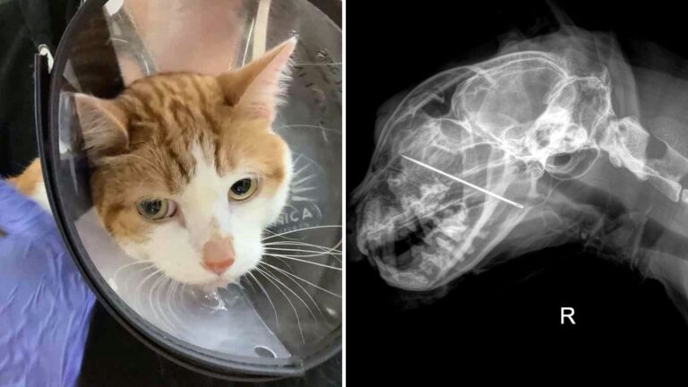 shocking object lodged in cats throat