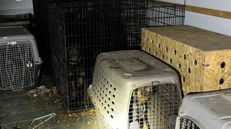 abandoned dogs in u haul